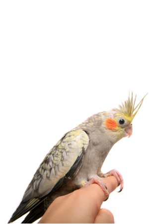 Tamed Cockatiels for sale in Chennai